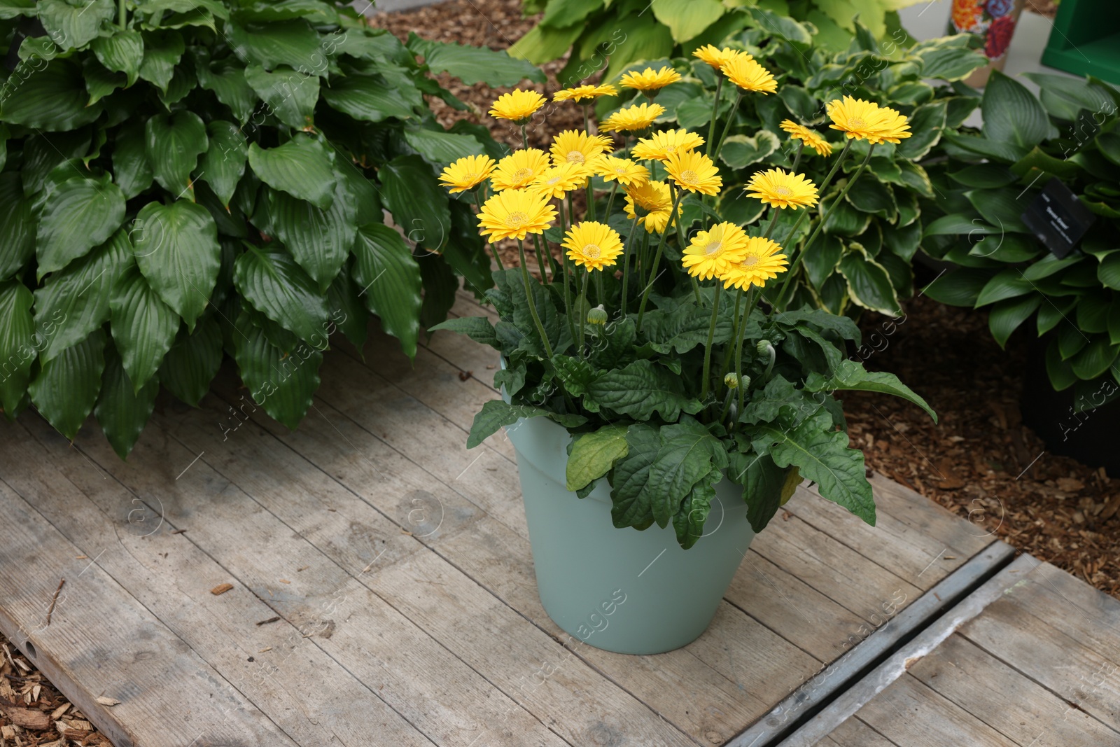 Photo of Potted gerbera plant with bright yellow flowers outdoors