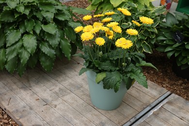 Photo of Potted gerbera plant with bright yellow flowers outdoors