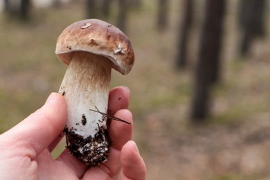 Woman holding beautiful porcini mushroom in forest, closeup. Space for text