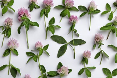 Beautiful clover flowers with green leaves on white background, flat lay