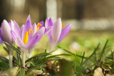 Beautiful crocus flowers growing outdoors, closeup. Space for text