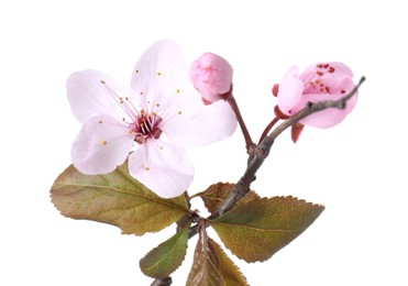 Photo of Tree branch with beautiful blossoms isolated on white. Spring season