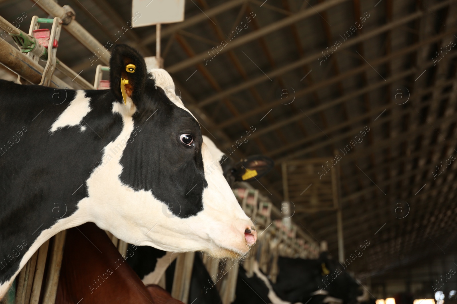 Photo of Pretty cow near fence on farm. Animal husbandry
