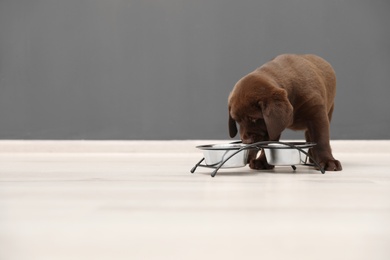 Photo of Chocolate Labrador Retriever puppy eating  food from bowl indoors. Space for text