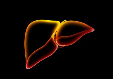 Illustration of  liver on black background. Human anatomy 