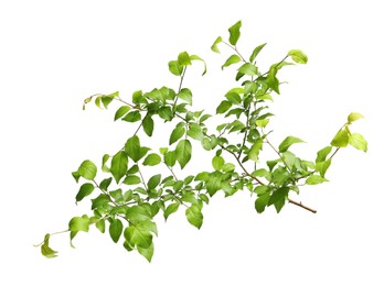 Photo of Branch of tree with young fresh green leaves isolated on white. Spring season