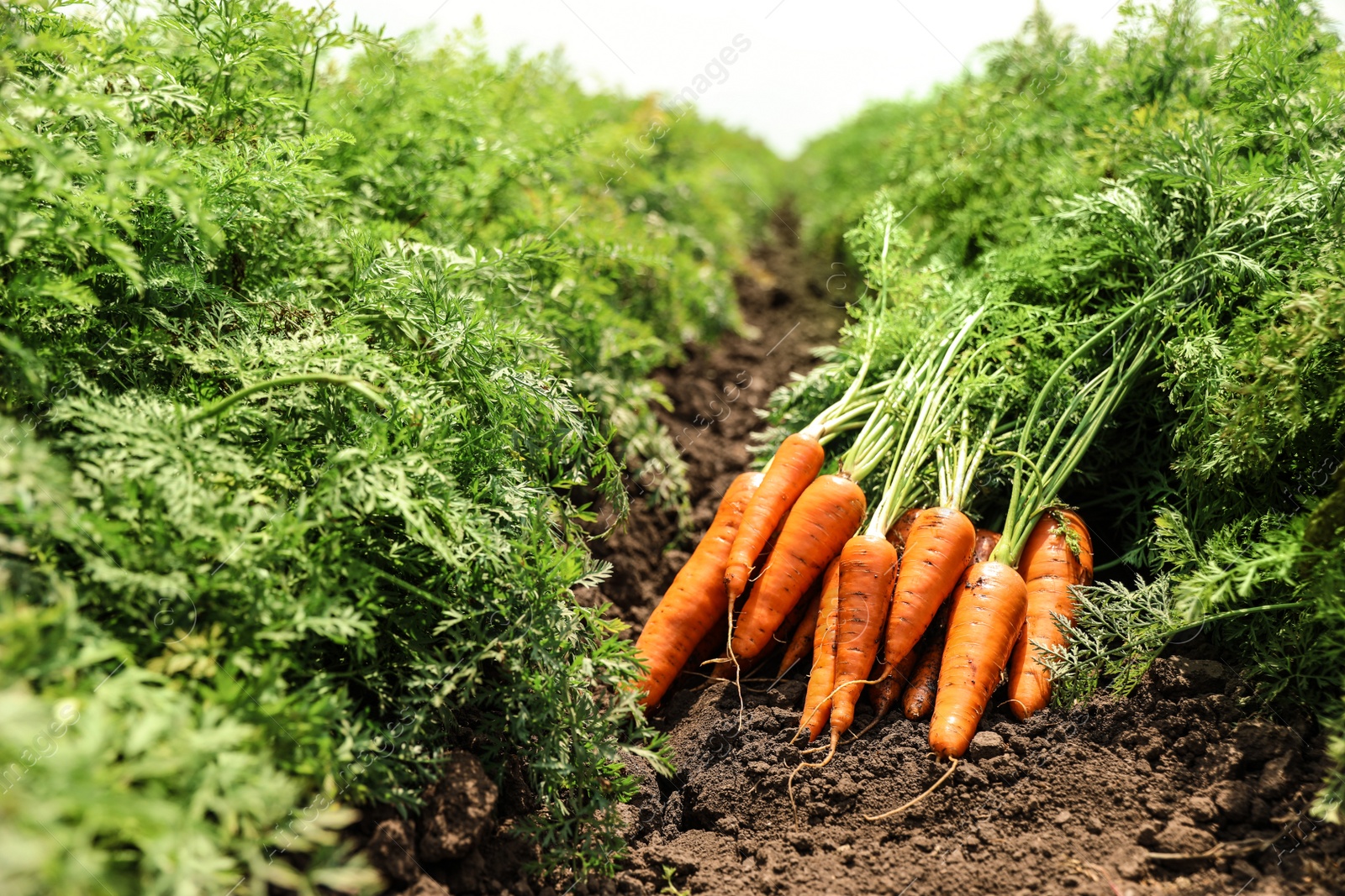 Photo of Pile of fresh ripe carrots on field. Organic farming