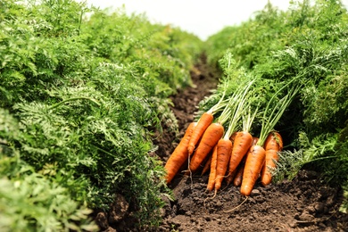 Photo of Pile of fresh ripe carrots on field. Organic farming