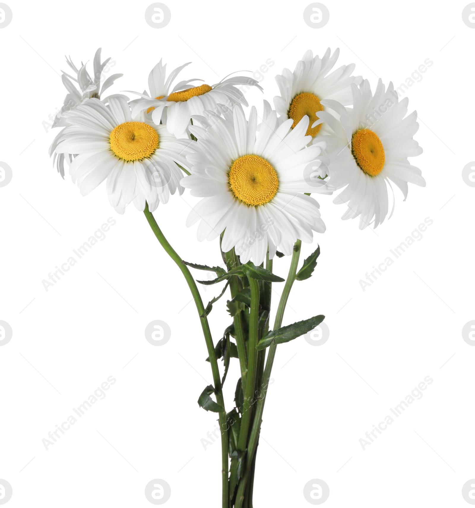 Photo of Bouquet of beautiful chamomile flowers on white background