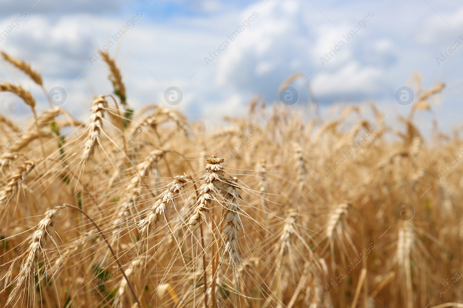 Photo of Ripe wheat spikes in agricultural field, closeup. Space for text