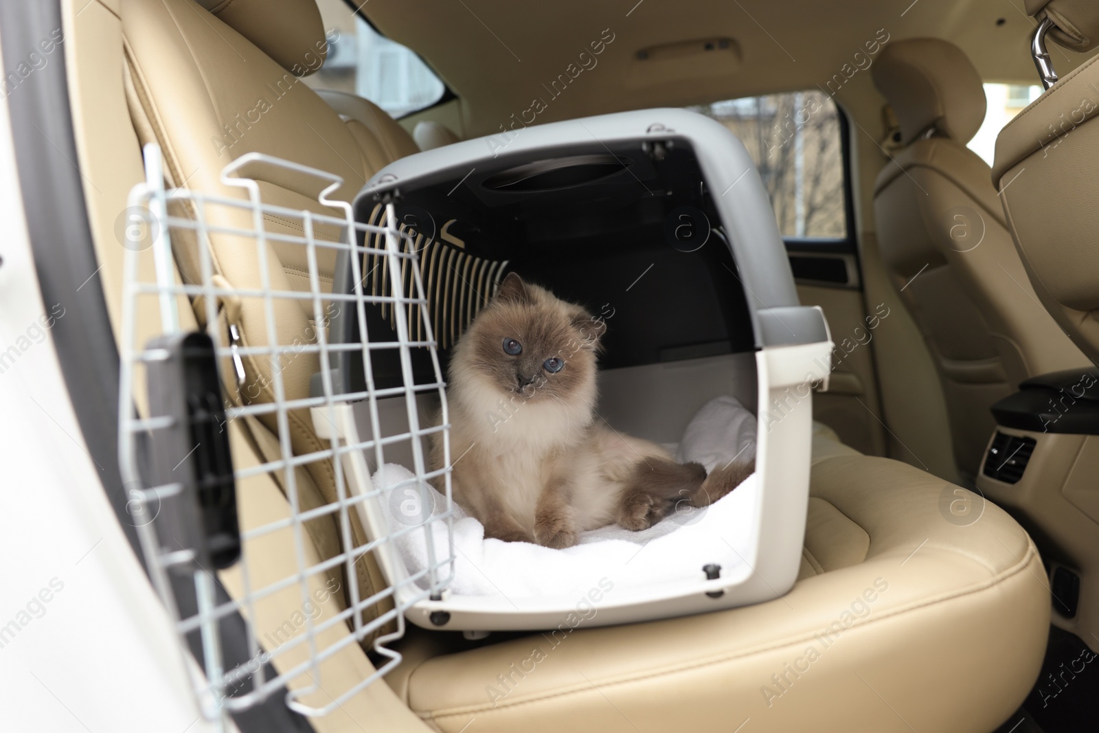 Photo of Cute grey cat inside pet carrier in car