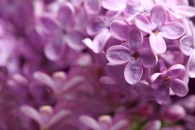 Beautiful blossoming lilac flowers on blurred background, closeup. Space for text