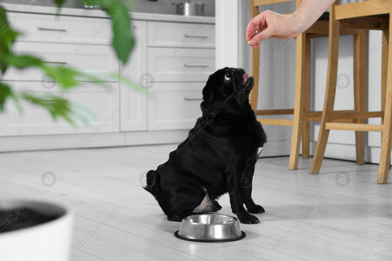 Photo of Woman feeding her adorable Pug dog in kitchen, closeup