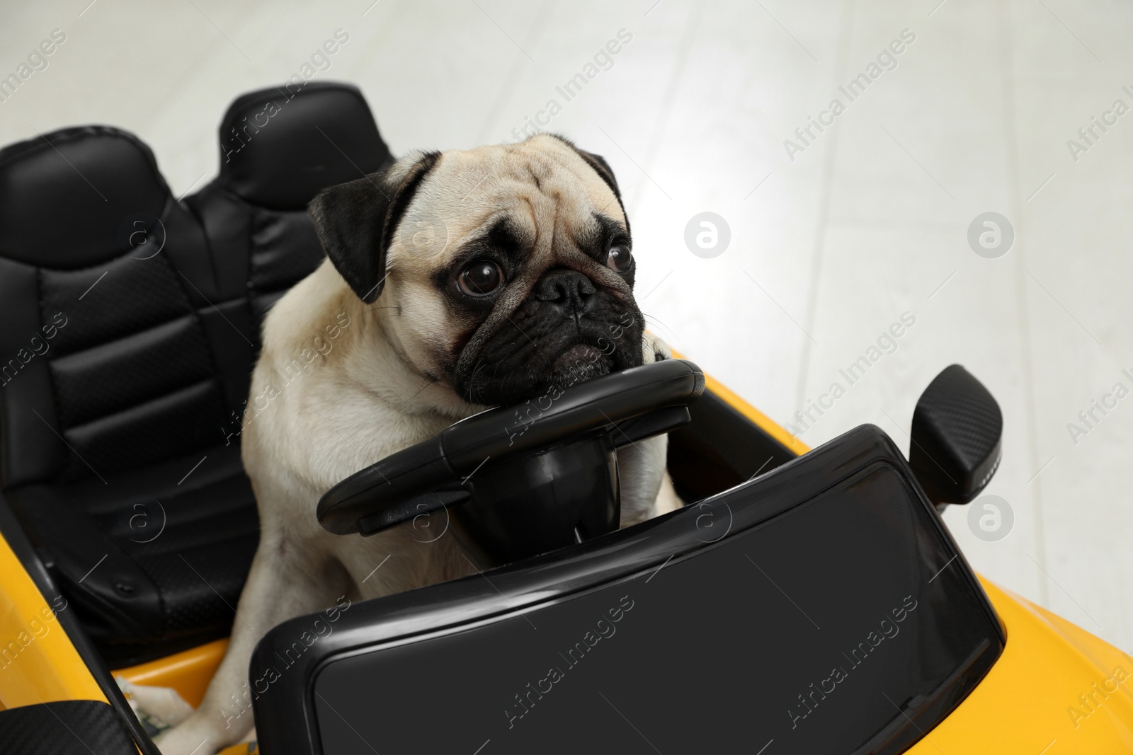 Photo of Adorable pug dog in toy car indoors