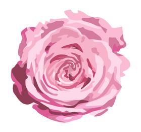 Beautiful rose illustration on white background. Stylish design
