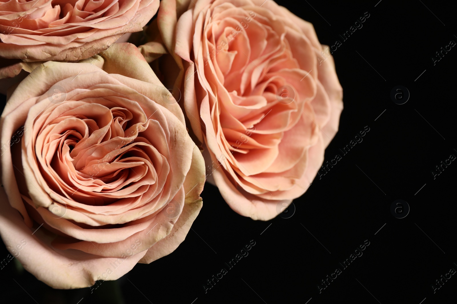 Photo of Beautiful fresh roses on dark background, closeup