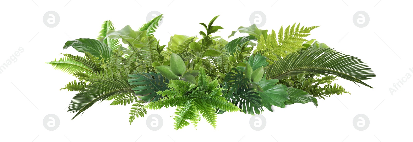Image of Beautiful composition with fern and other tropical leaves on white background. Banner design