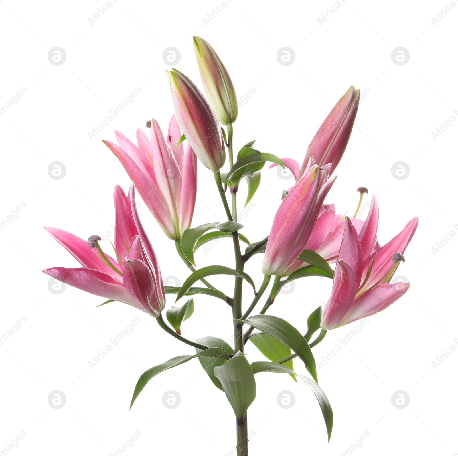 Photo of Beautiful pink lily flowers isolated on white