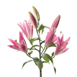 Photo of Beautiful pink lily flowers isolated on white