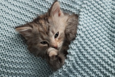 Photo of Cute kitten in light blue knitted blanket, top view
