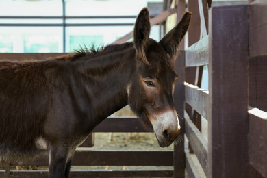 Photo of Cute funny donkey near fence on farm. Animal husbandry