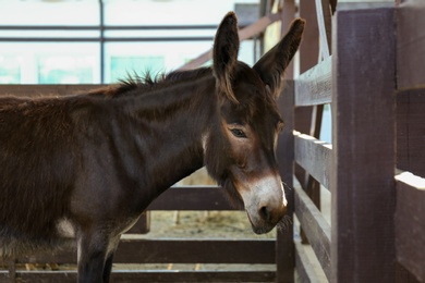 Cute funny donkey near fence on farm. Animal husbandry