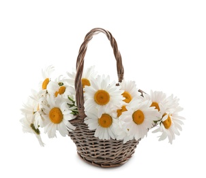 Wicker basket with beautiful chamomile flowers on white background