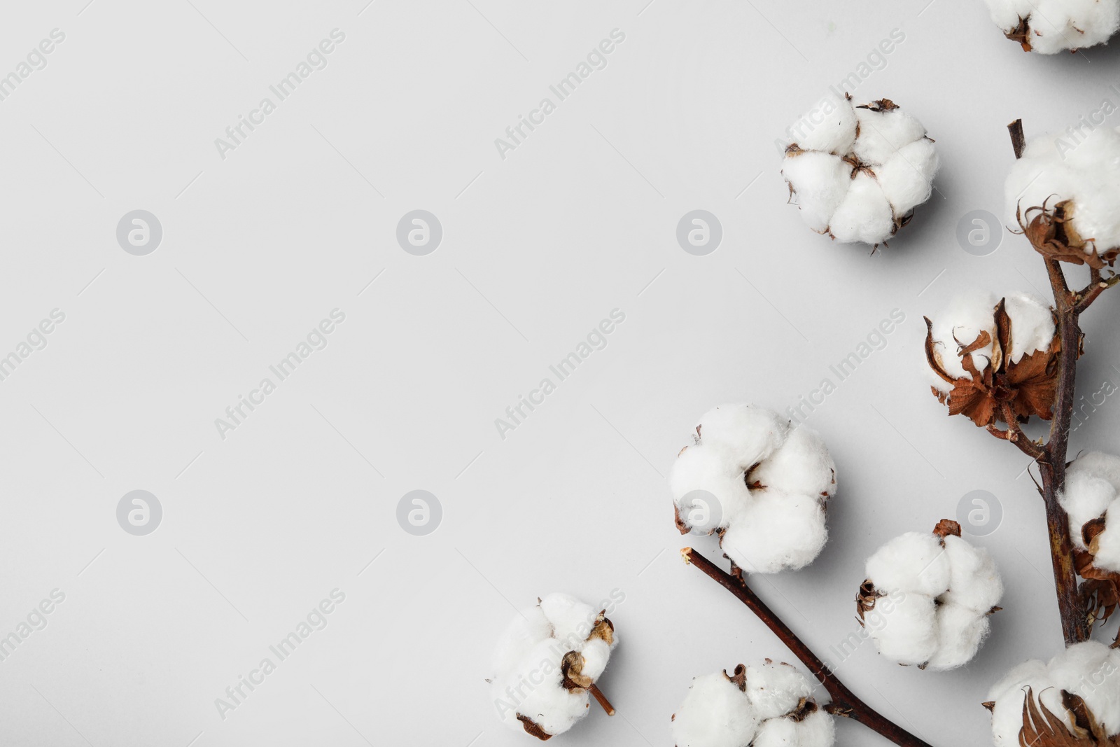 Photo of Flat lay composition with cotton flowers on light grey background. Space for text