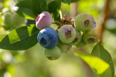 Photo of Unripe wild blueberries growing outdoors on sunny day, closeup. Seasonal berries