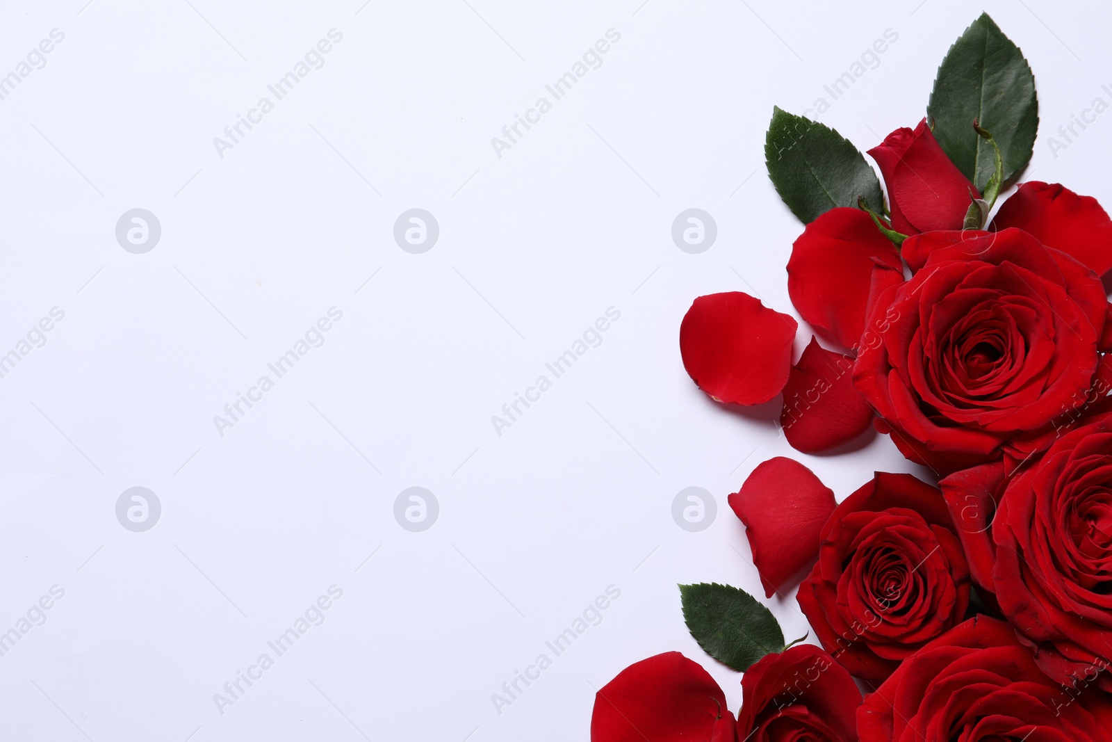 Photo of Beautiful red roses and petals on white background, flat lay. Space for text