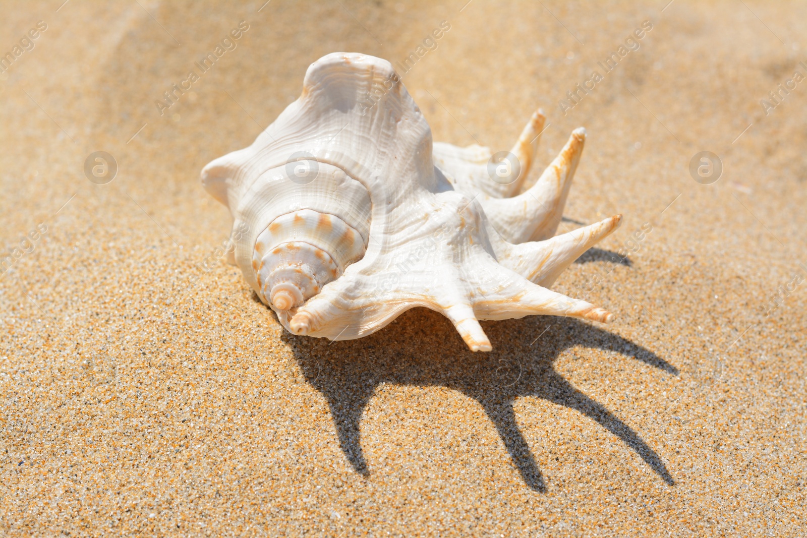 Photo of Sandy beach with beautiful seashell on sunny day