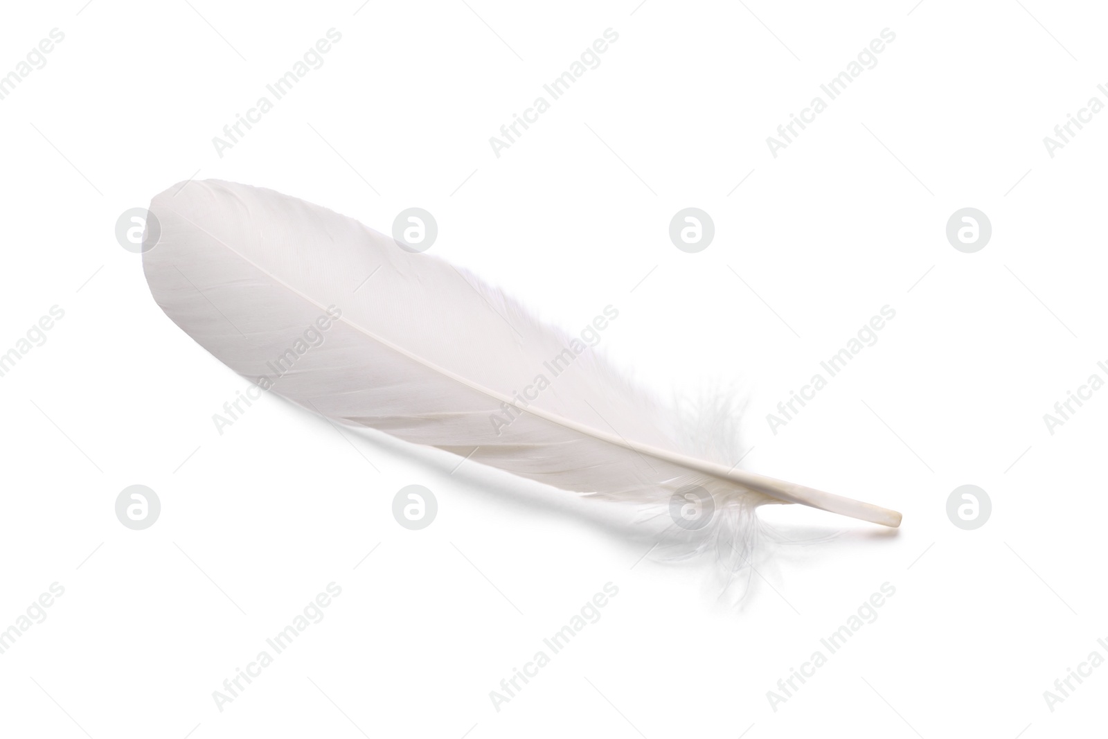 Photo of One fluffy beautiful feather isolated on white