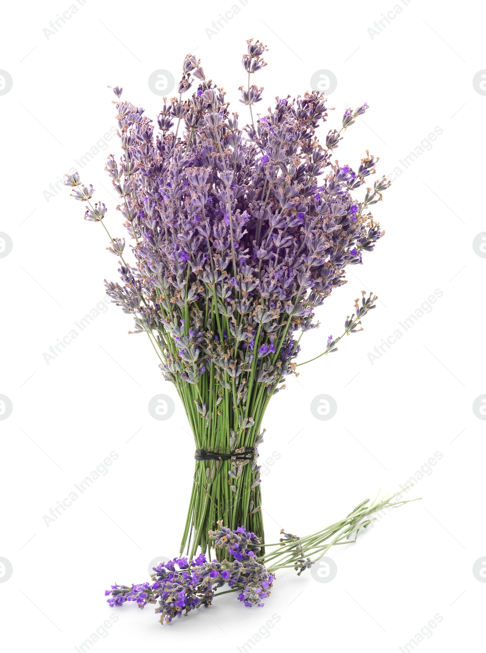 Photo of Beautiful blooming lavender flowers on white background