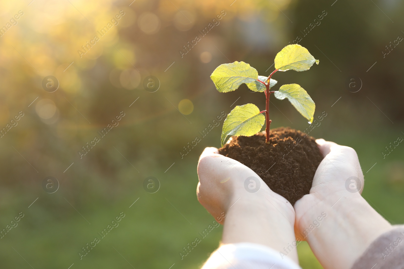 Photo of Woman holding soil with young green seedling, closeup. Planting tree. Space for text