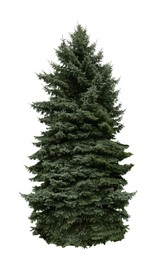 Image of Beautiful high green coniferous tree isolated on white