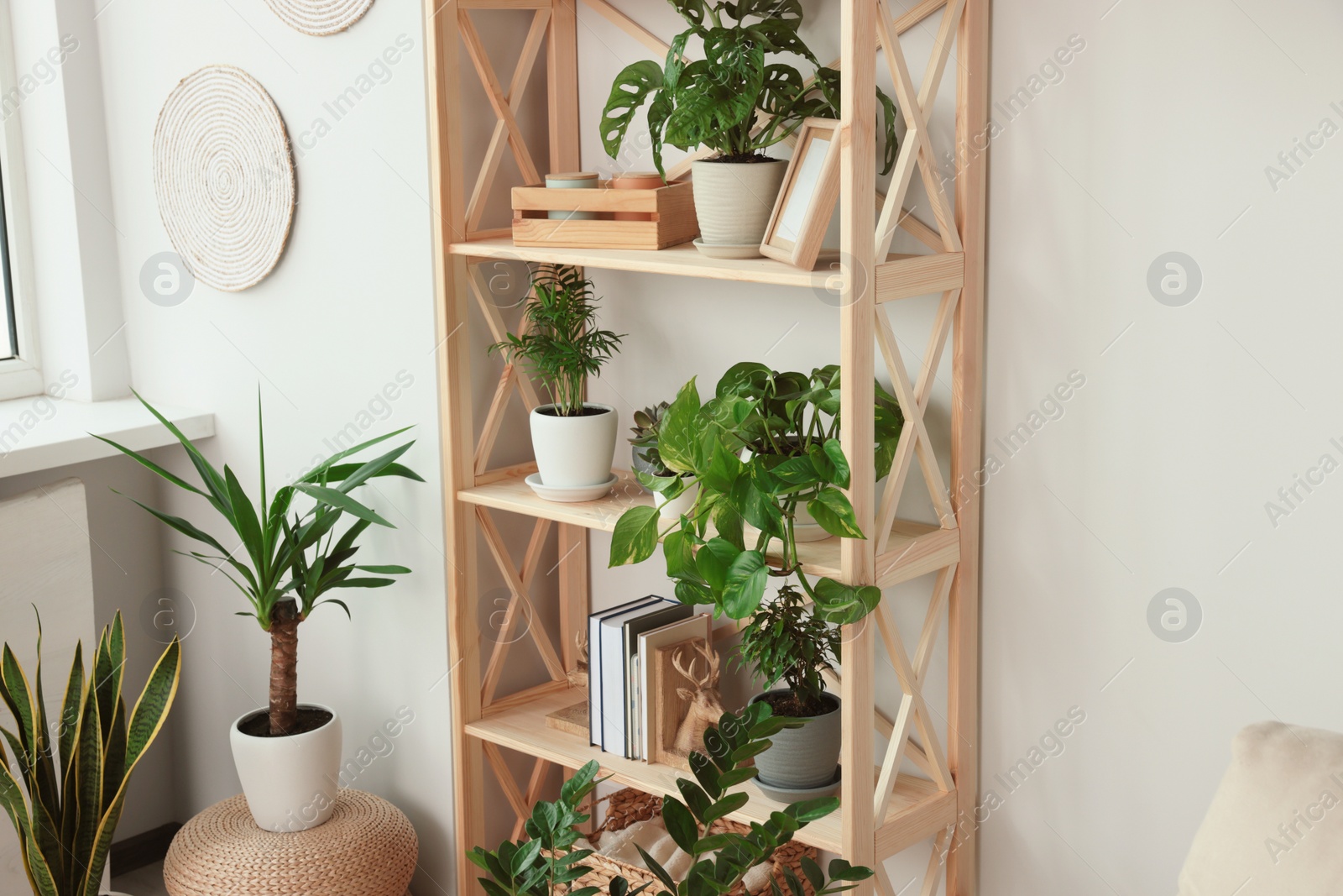 Photo of Wooden shelving unit with beautiful house plants indoors. Home design idea