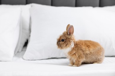 Photo of Cute fluffy pet rabbit on bed. Space for text