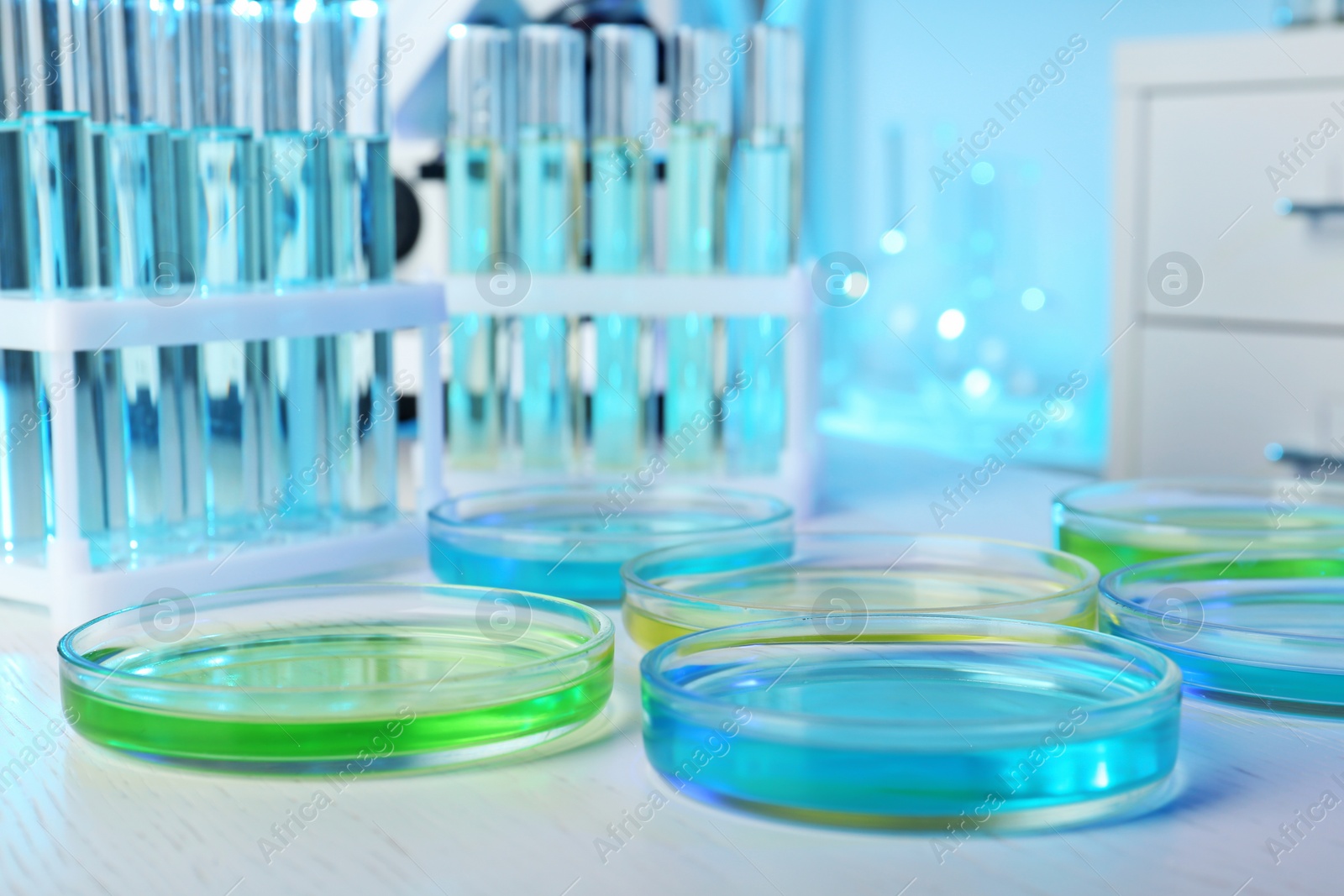 Photo of Petri dishes with liquid on table in laboratory. Chemical analysis