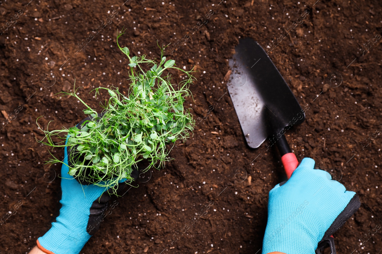 Photo of Woman planting fresh organic microgreen into soil, closeup