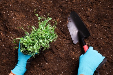 Woman planting fresh organic microgreen into soil, closeup