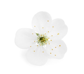 Beautiful flower of blooming spring tree on white background