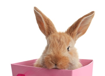 Photo of Adorable furry Easter bunny in gift paper bag on white background