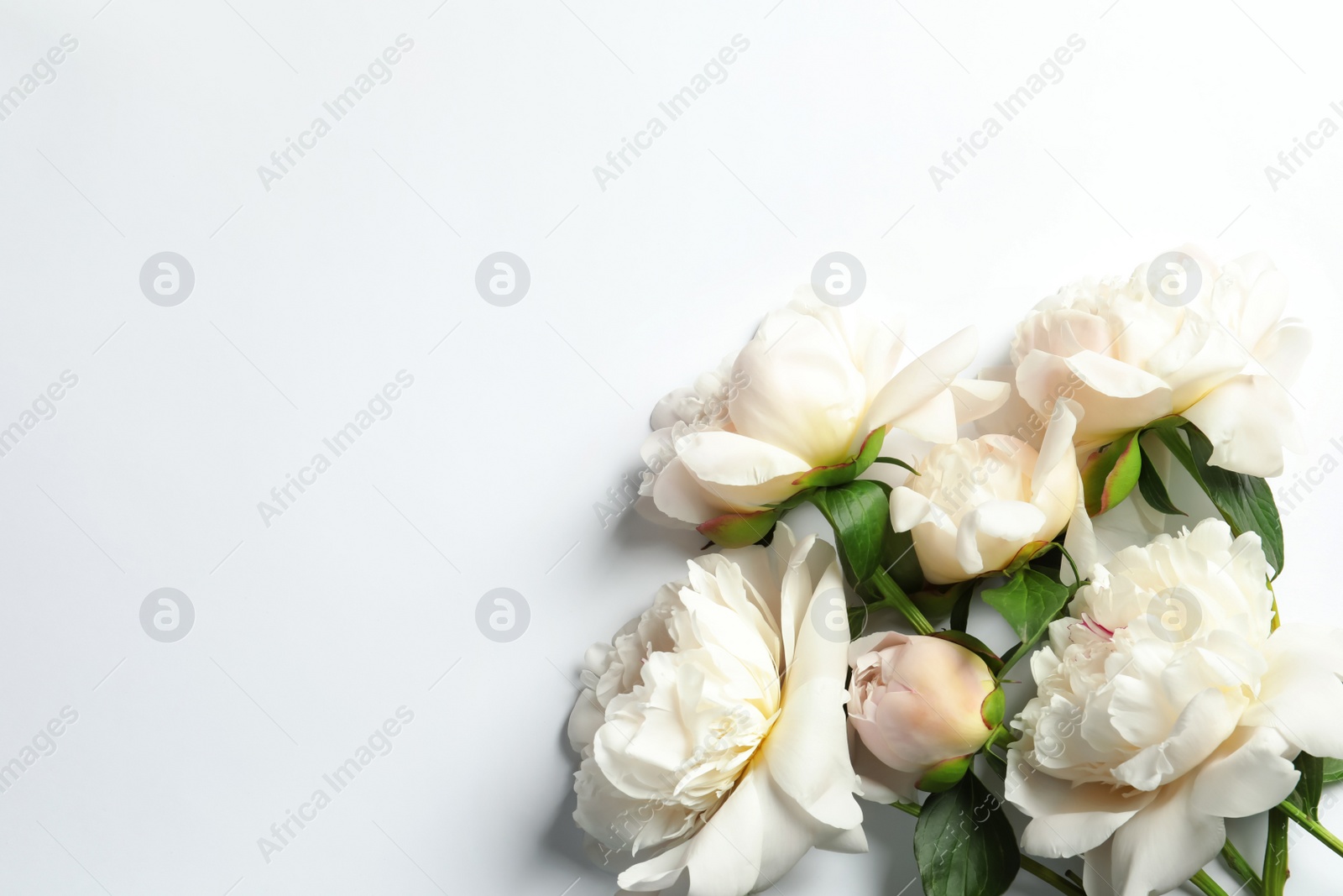 Photo of Beautiful blooming peony flowers on white background, top view