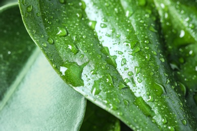 Photo of View of water drops on green leaf, closeup