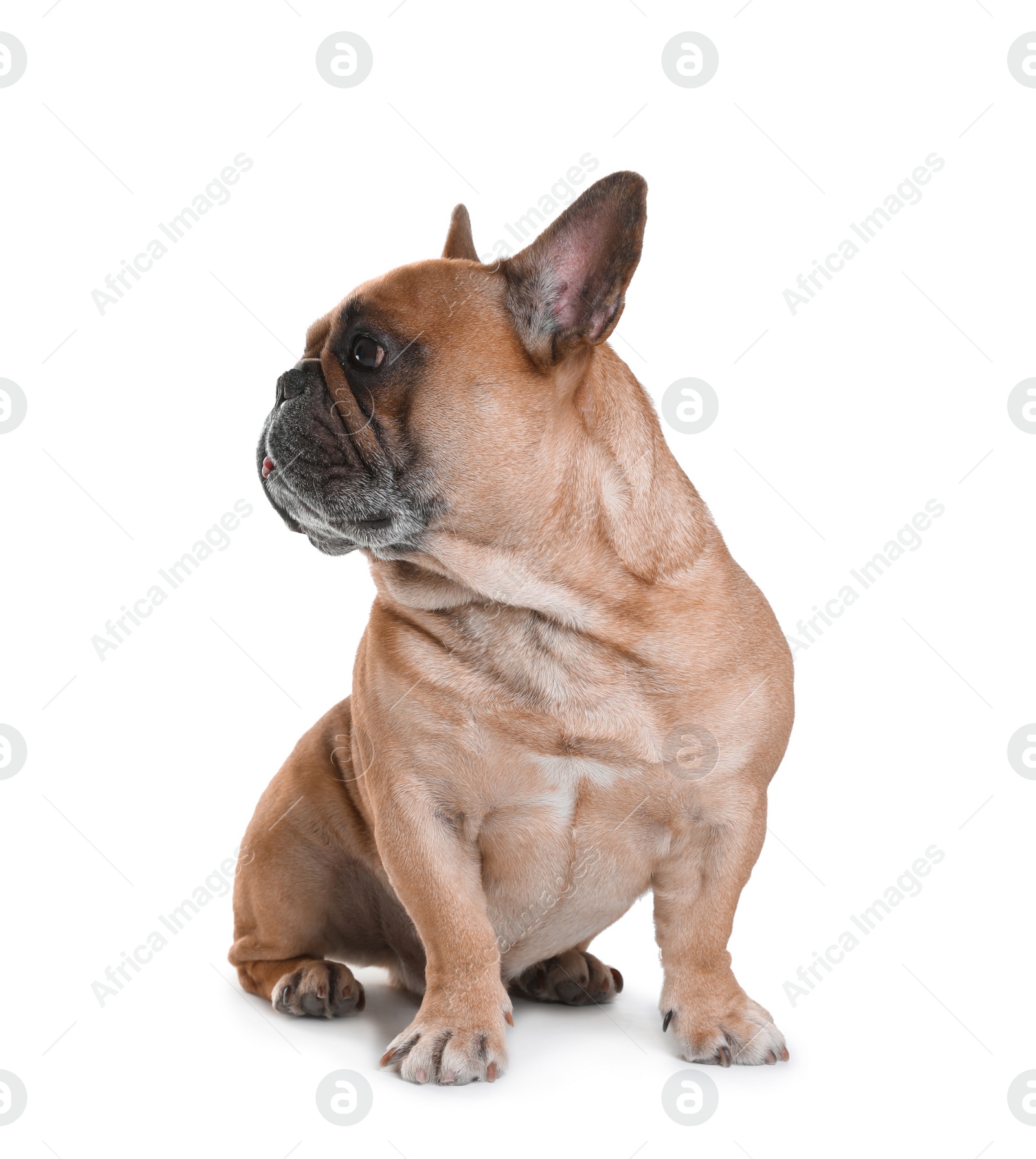 Photo of Cute French bulldog on white background. Funny pet