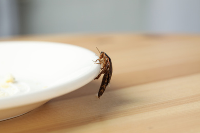 Photo of Brown cockroach near plate with leftovers on table, closeup. Pest control