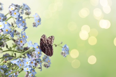 Image of Beautiful butterfly on forget-me-not flower in garden, bokeh effect