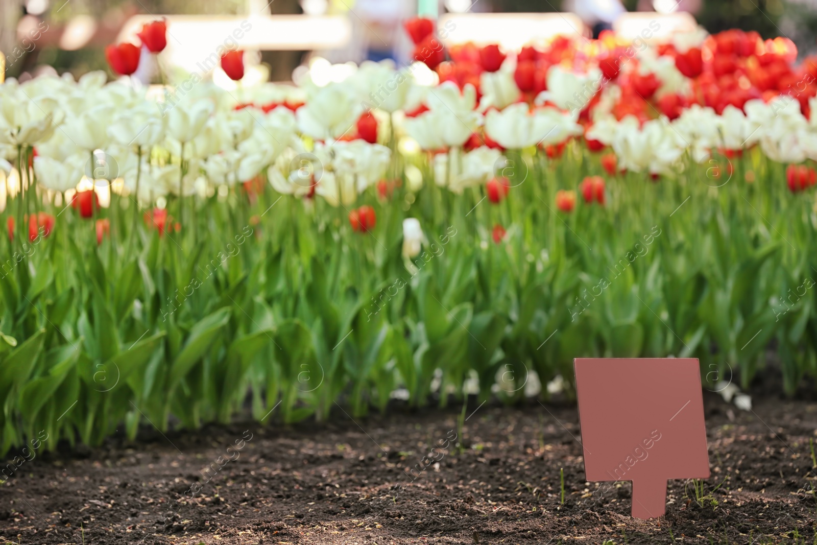 Photo of Blossoming tulips outdoors on sunny spring day