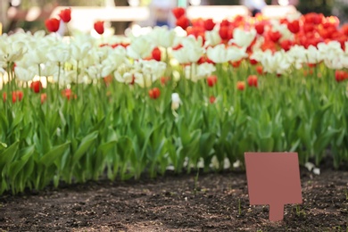 Blossoming tulips outdoors on sunny spring day