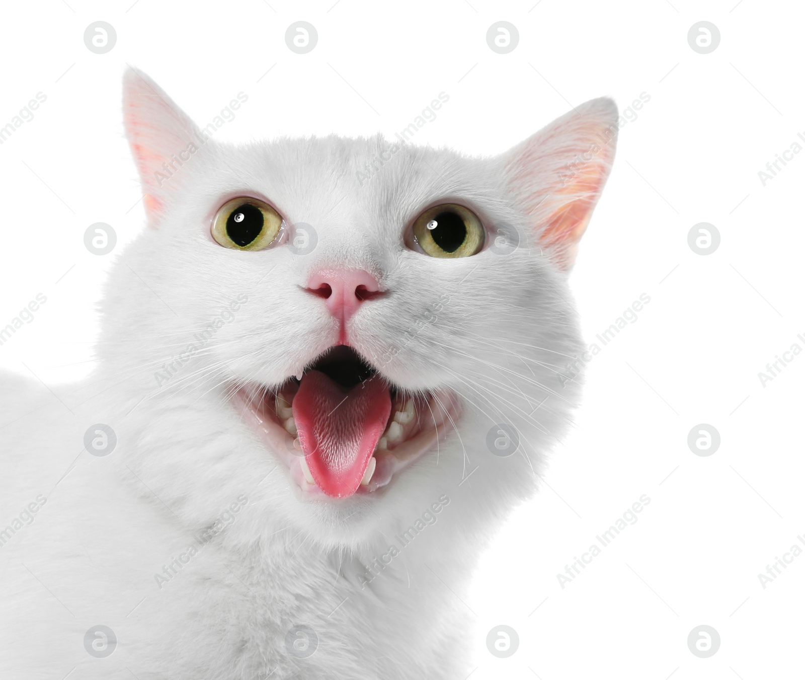 Photo of Cute cat on white background. Fluffy pet